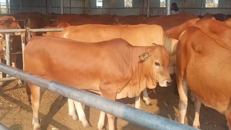 小黄牛苗牛活体黄牛仔小牛多少钱一头