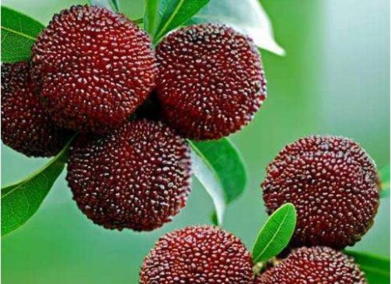 荸荠杨梅苗，又称乌梅，味甜无酸，40万株