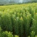 荸荠杨梅苗，又称乌梅，味甜无酸，40万株