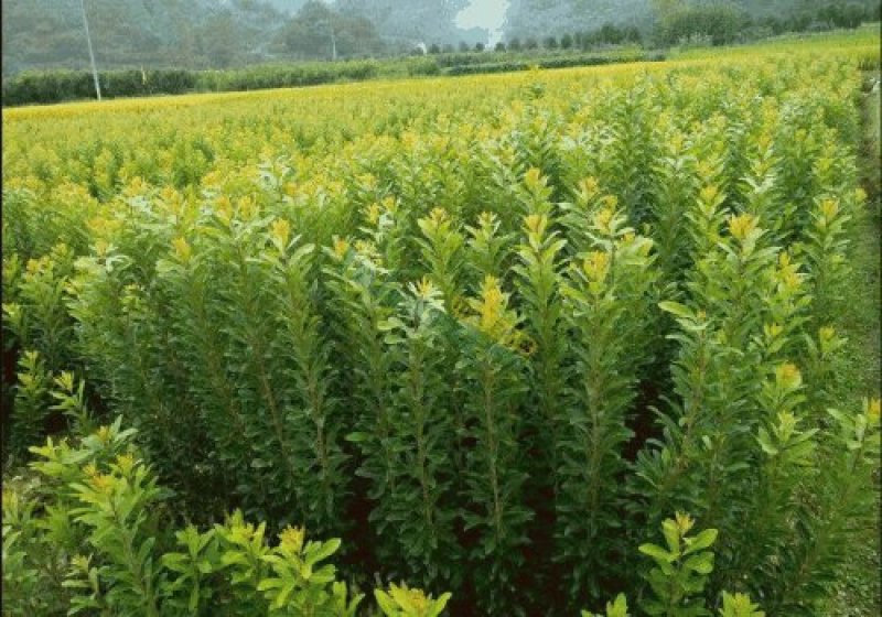 荸荠杨梅苗，又称乌梅，味甜无酸，40万株