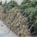 荸荠杨梅苗，又称乌梅，味甜无酸，40万株