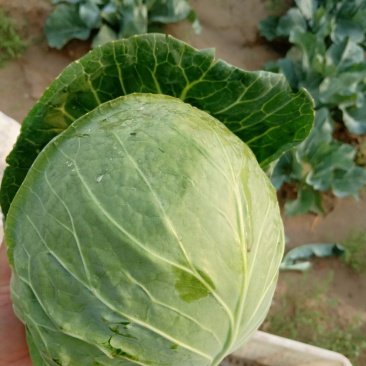 大量有货