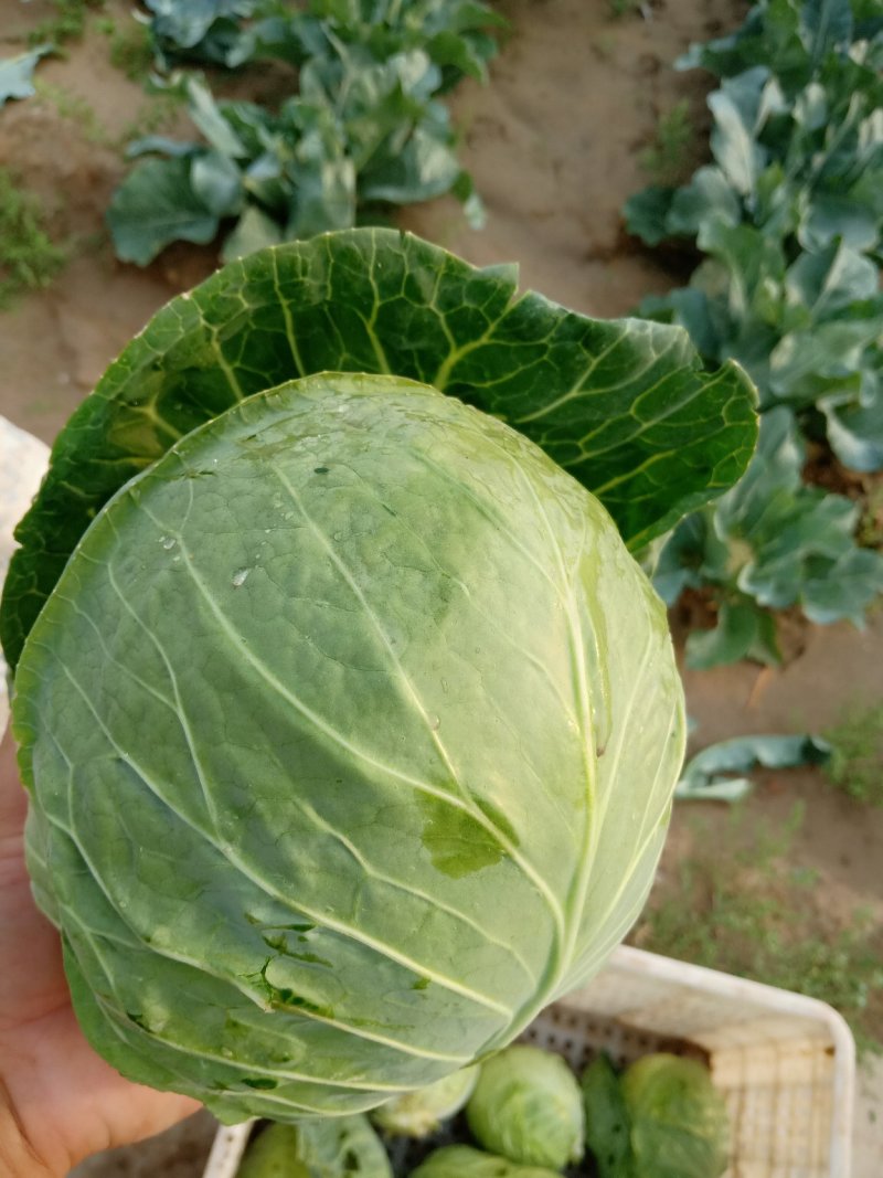 大量有货