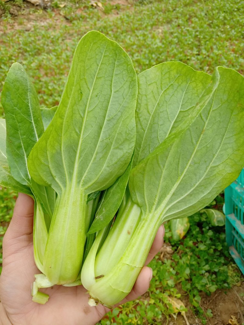大量有货