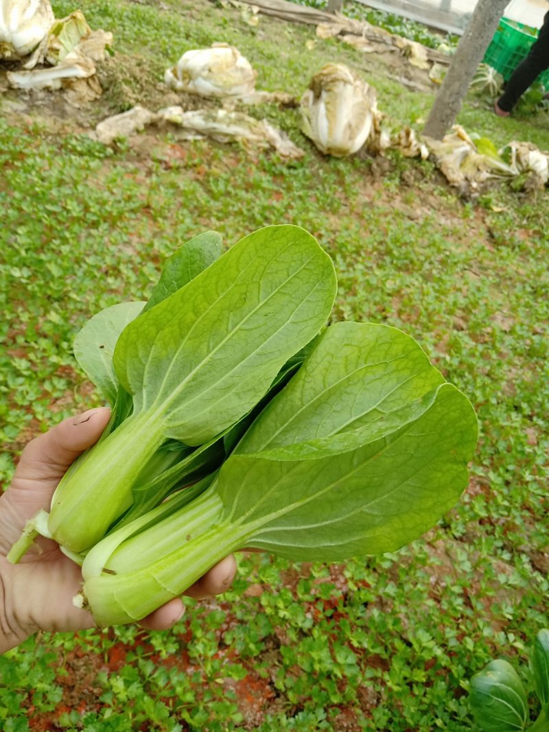 大量有货