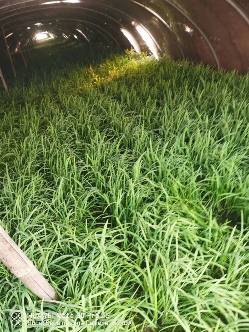 紫根红韭菜种子791宽叶韭菜种子耐寒好250g