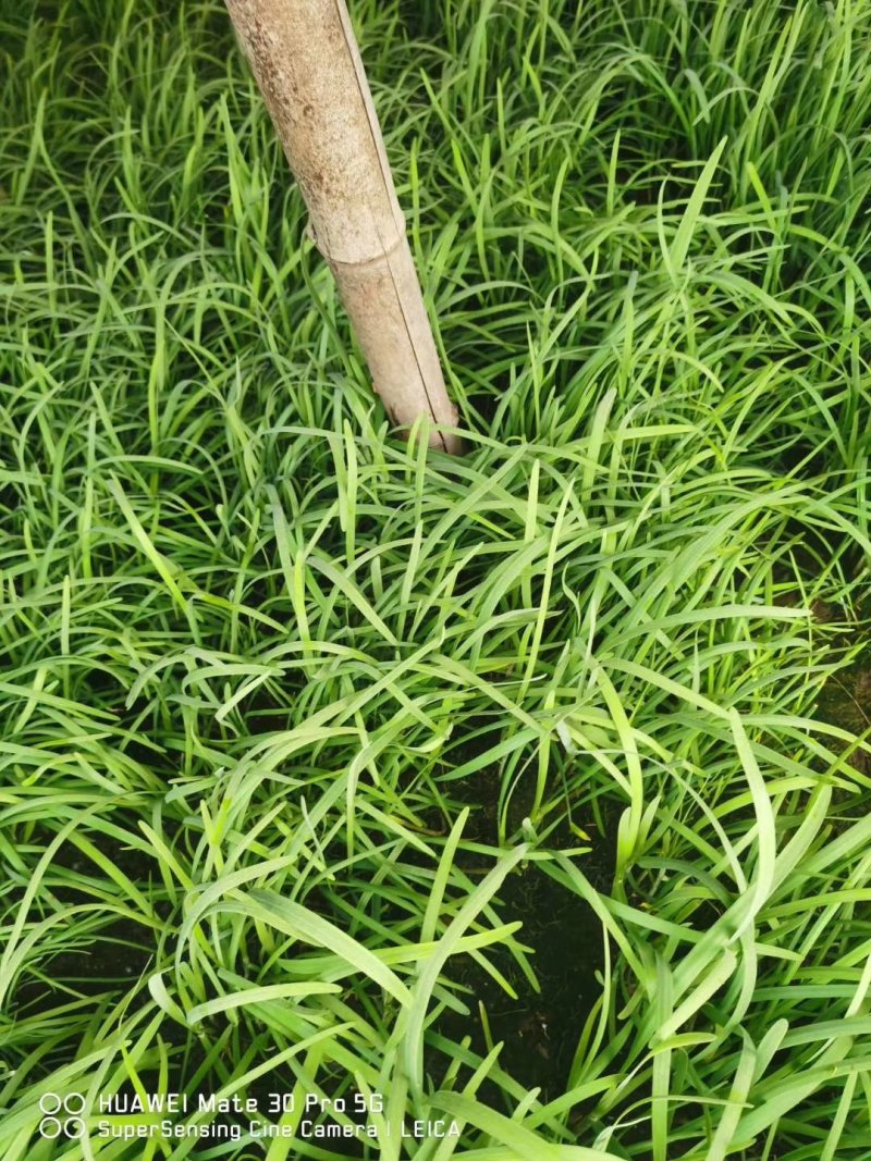 紫根红韭菜种子791宽叶韭菜种子耐寒好250g