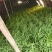 紫根红韭菜种子791宽叶韭菜种子耐寒好250g