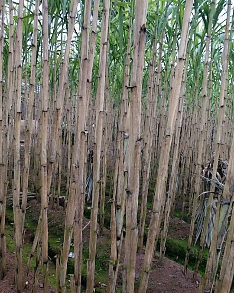 青皮甘蔗，脆甜多汁，货源充足