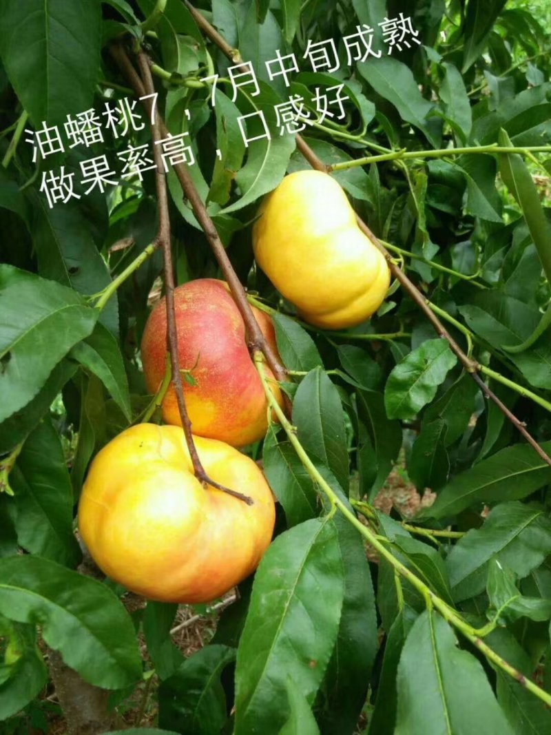 中油系列桃树苗批发包邮发货