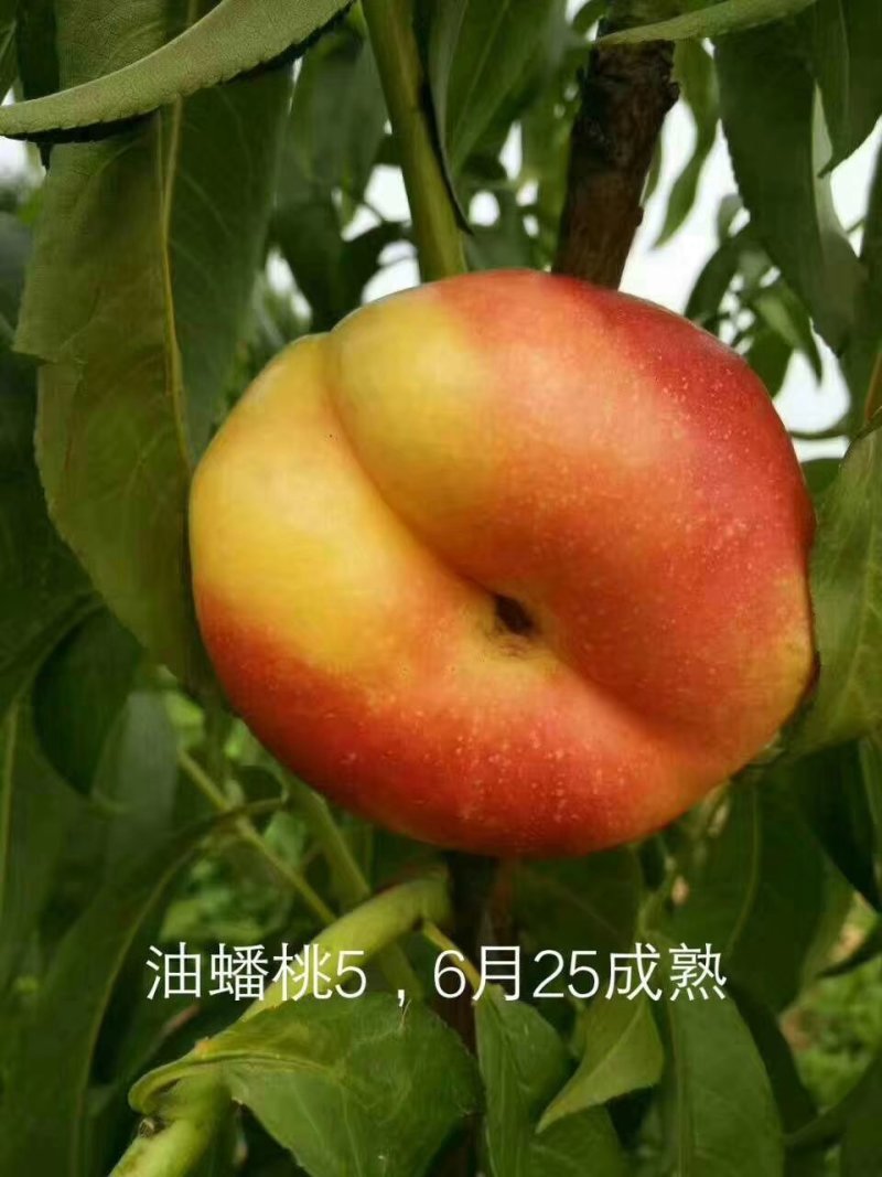中油系列桃树苗批发包邮发货