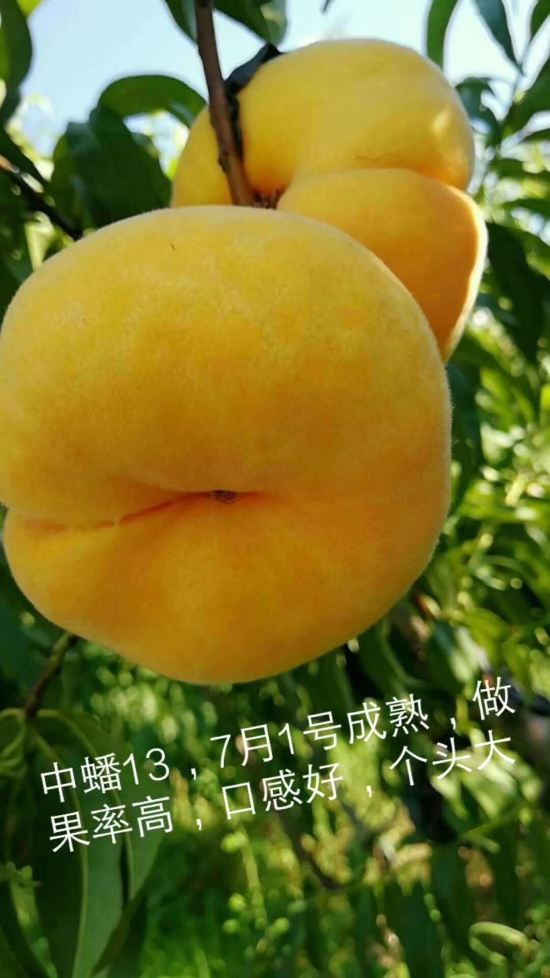 中油系列桃树苗批发包邮发货