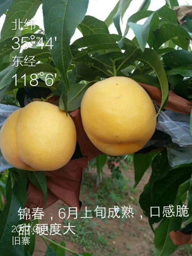 中油系列桃树苗批发包邮发货
