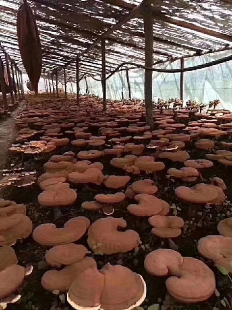 《包邮》长白山自家种植灵芝孢子粉高碾压破壁提高免疫