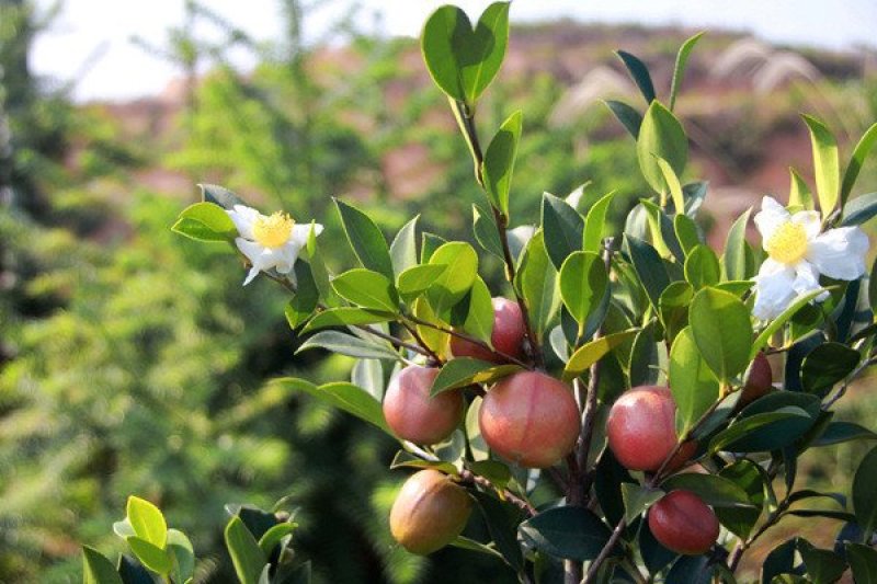长林油茶苗，嫁接苗，有裸苗和杯苗，120万株