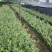 长林油茶苗，嫁接苗，有裸苗和杯苗，120万株