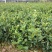 长林油茶苗，嫁接苗，有裸苗和杯苗，120万株