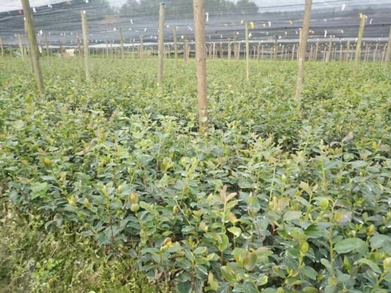 长林油茶苗，嫁接苗，有裸苗和杯苗，120万株