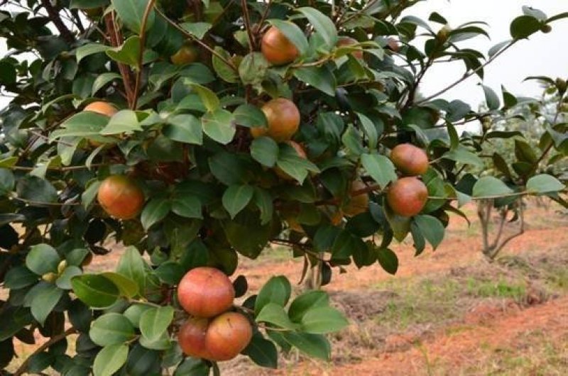 湘林油茶苗，嫁接苗，有裸苗和杯苗，120万株