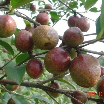 湘林油茶苗，嫁接苗，有裸苗和杯苗，120万株