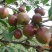 湘林油茶苗，嫁接苗，有裸苗和杯苗，120万株