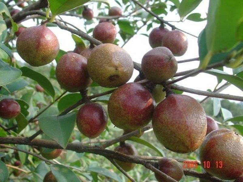 湘林油茶苗，嫁接苗，有裸苗和杯苗，120万株