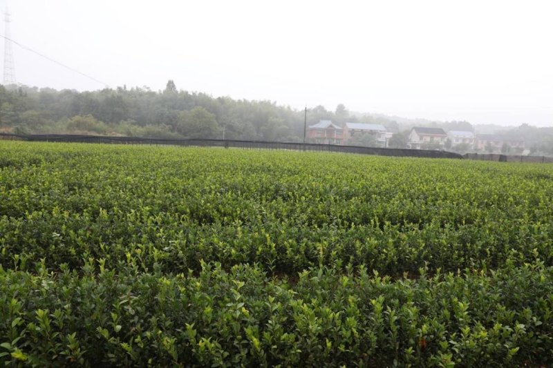 湘林油茶苗，嫁接苗，有裸苗和杯苗，120万株