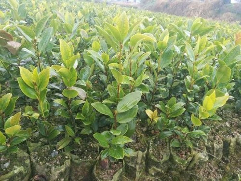 湘林油茶苗，嫁接苗，有裸苗和杯苗，120万株