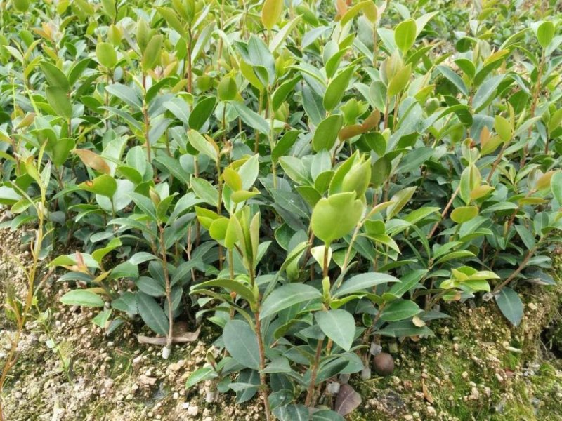 湘林油茶苗，嫁接苗，有裸苗和杯苗，120万株