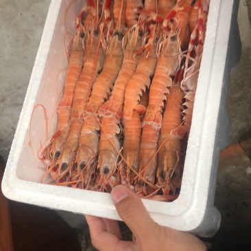 海龙虾也称之为鳌虾