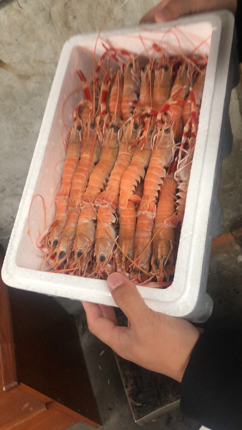 海龙虾也称之为鳌虾