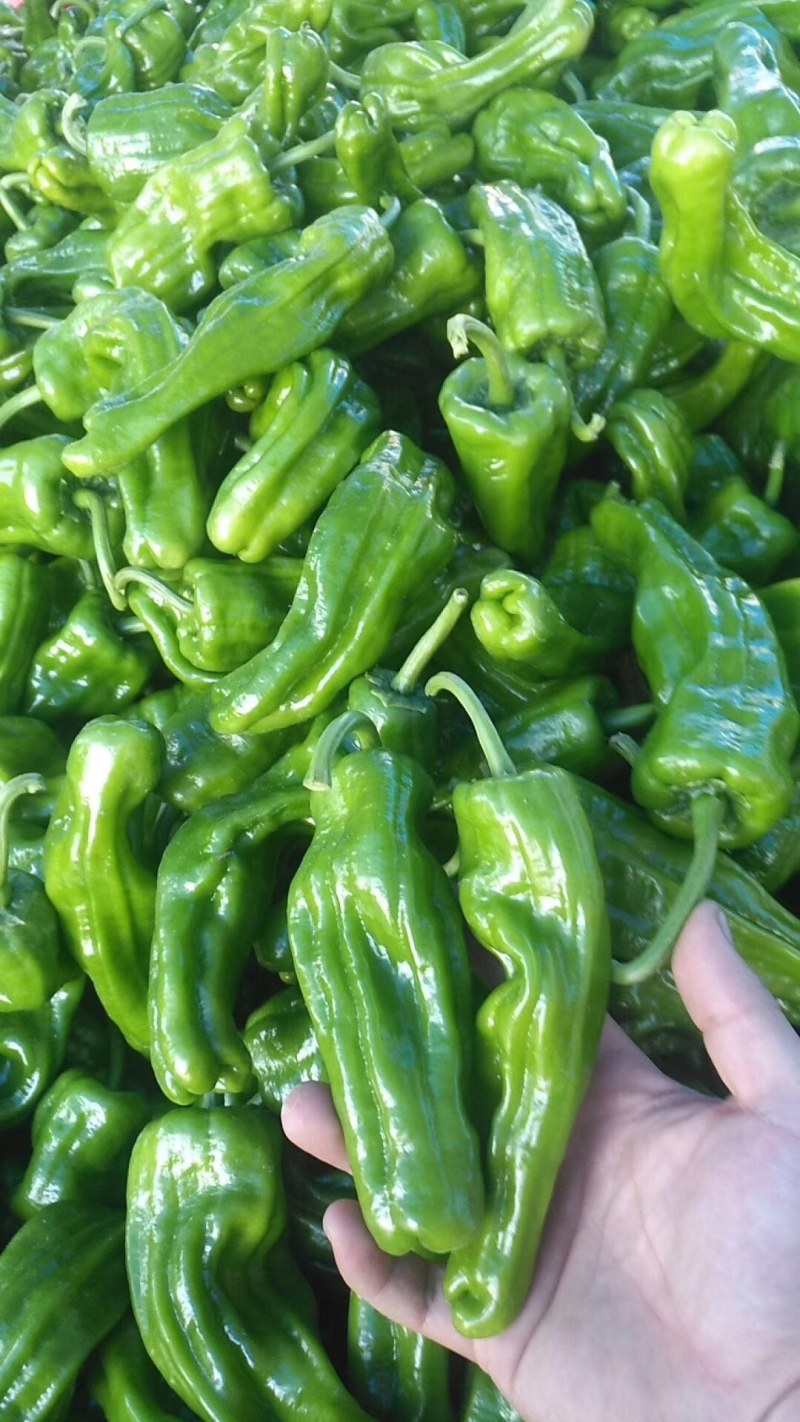 泡椒