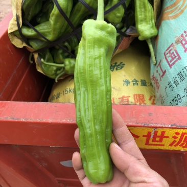 泡椒