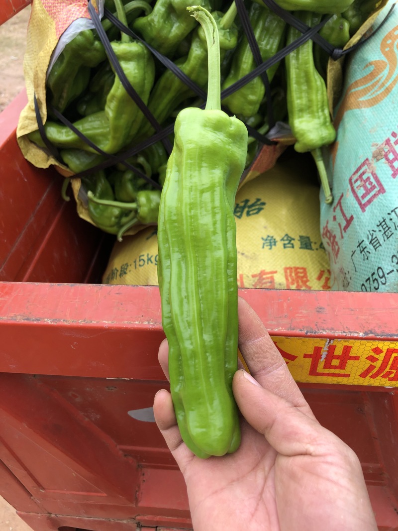泡椒