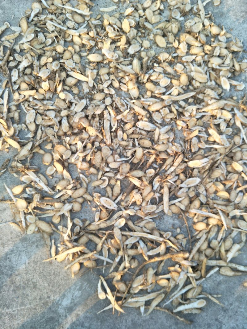 鸟不企根茎片子鸟不落鹰不扑朴鸟不宿鸟不企乌鸦不企树