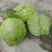 陕西甘蓝圆包菜甘蓝2-3斤，个头均匀，无虚菜，产地直发