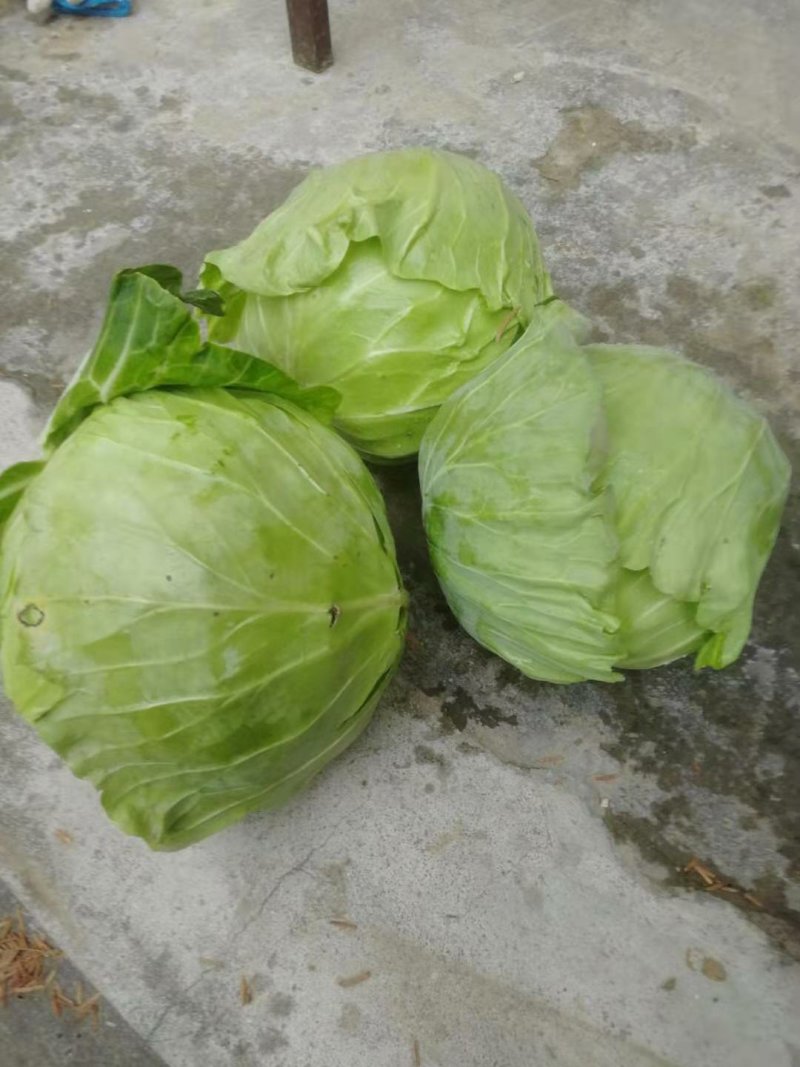 陕西甘蓝圆包菜甘蓝2-3斤，个头均匀，无虚菜，产地直发