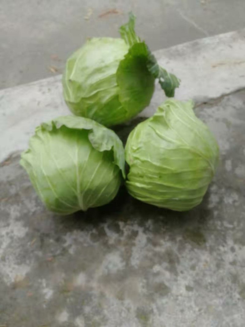 陕西甘蓝圆包菜甘蓝2-3斤，个头均匀，无虚菜，产地直发