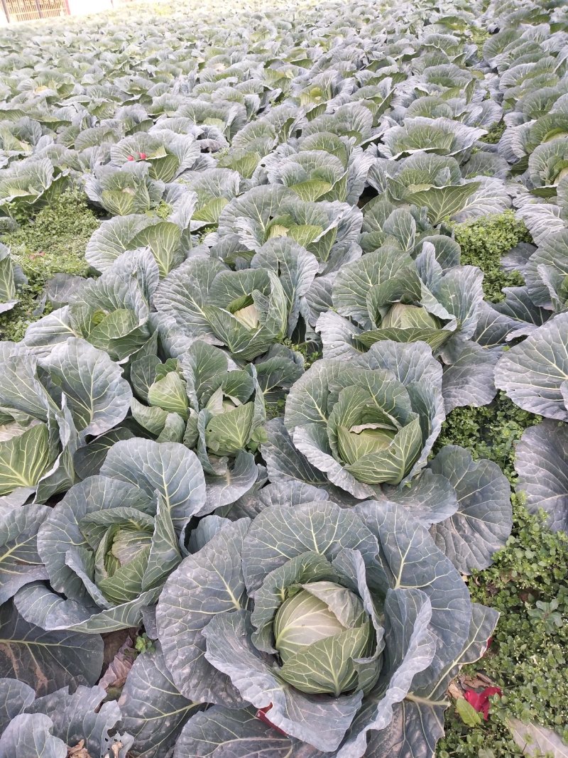 陕西甘蓝圆包菜甘蓝2-3斤，个头均匀，无虚菜，产地直发