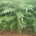 枫香3-15公分，枫香小苗，3公分枫香
