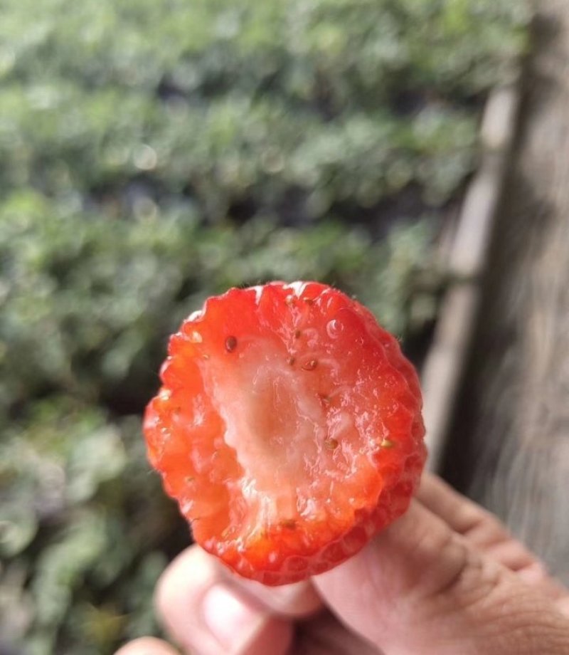 绑枝机葡萄绑枝机，绑枝带绑枝钉