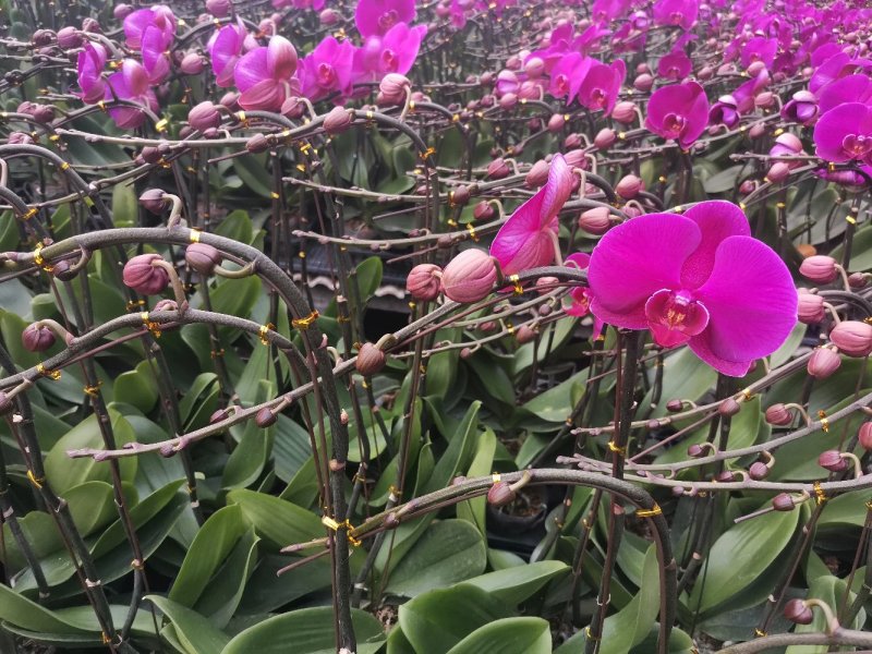 蝴蝶兰优质大辣椒法国斑年销花蝴蝶兰常年有货