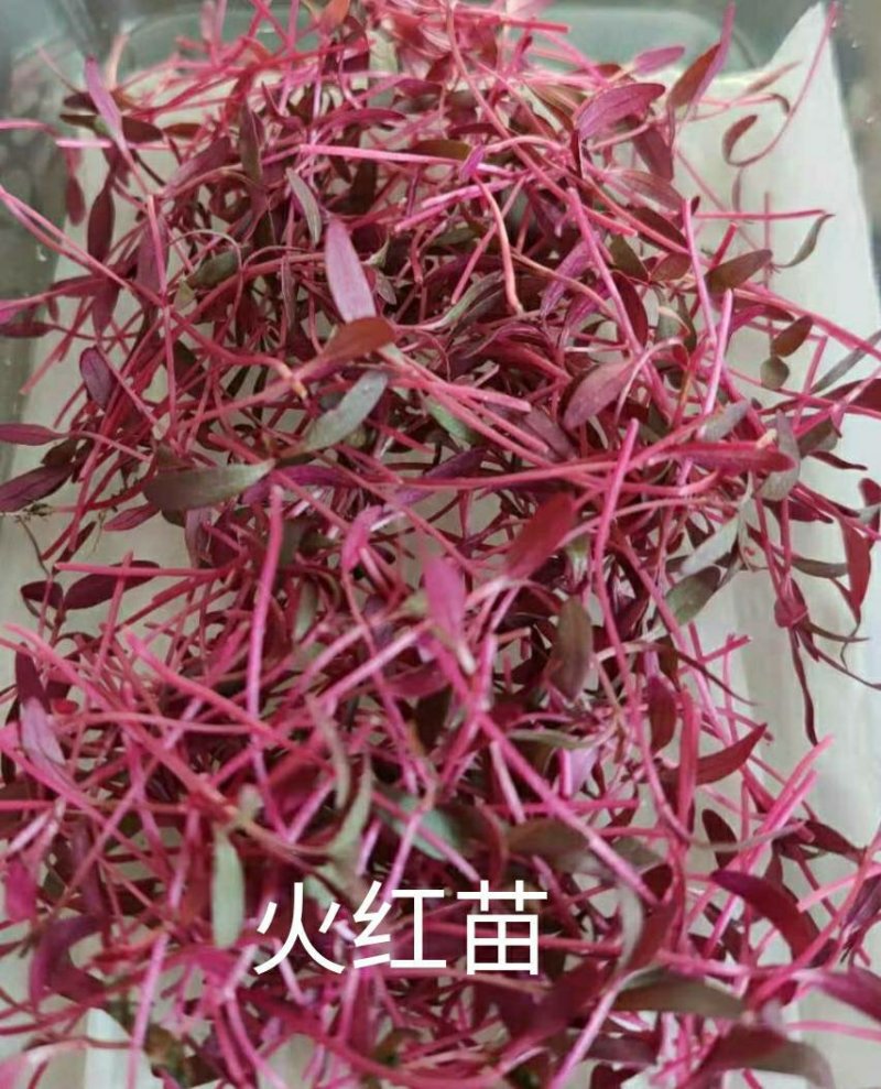 #三色堇#食用花卉#