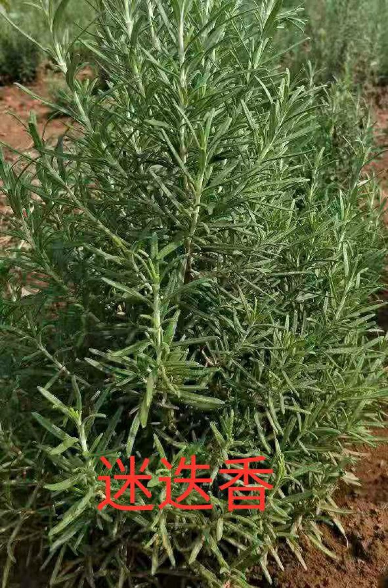 #三色堇#食用花卉#