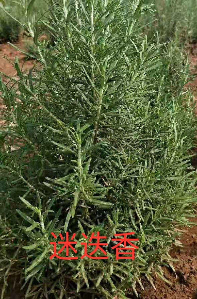 #三色堇#食用花卉#