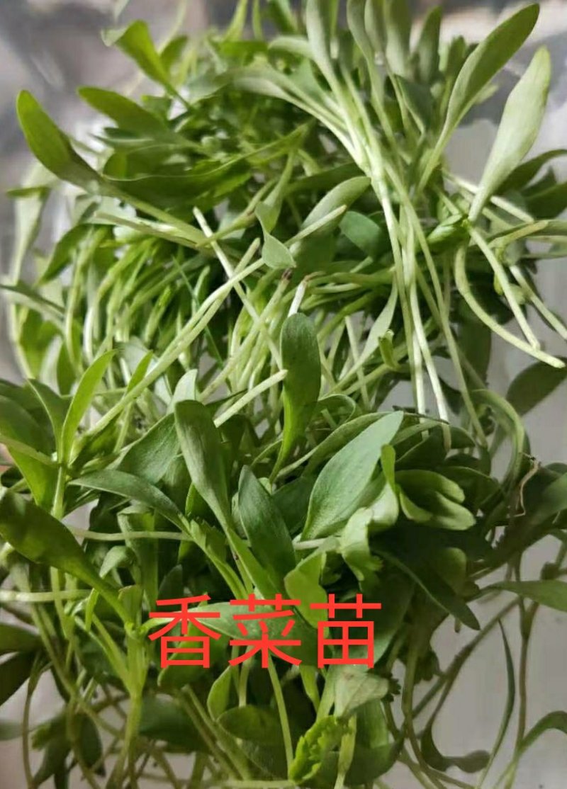 #三色堇#食用花卉#