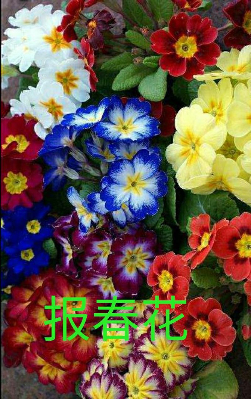 #三色堇#食用花卉#