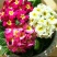 #三色堇#食用花卉#