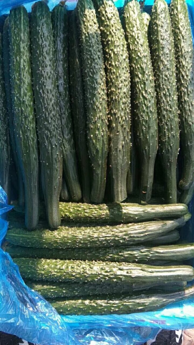 〔推荐〕河北密刺黄瓜，顶花带刺，产地直发，货源充足保质量