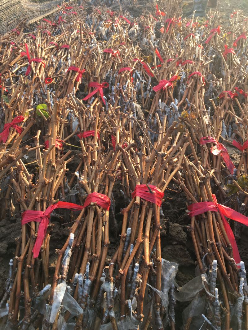 阳光玫瑰葡萄苗华佳8号嫁接苗长势强旺，颗粒大